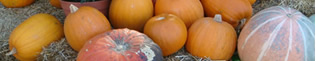 Halloween en Mediterrània: La Mediterrània se convierte en una área tétrica durante el Halloween, llena de arañas, calabazas y cuervos.