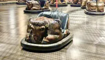 Wild Buffalos