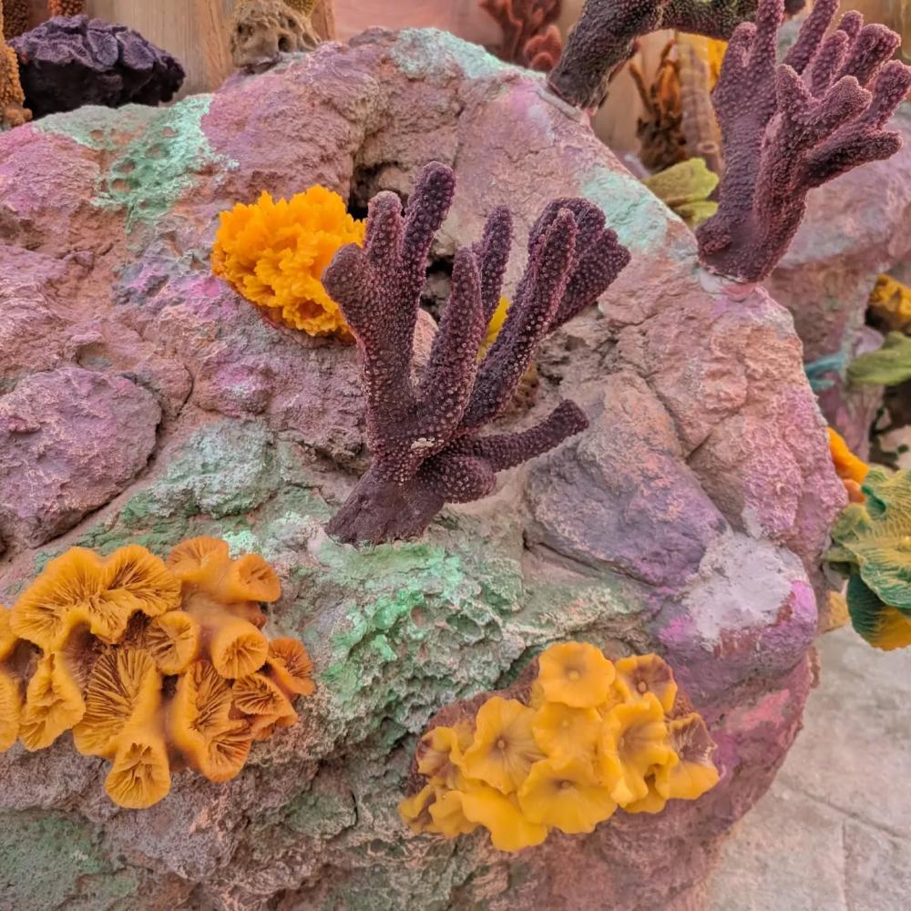 Arrecifes de coral en Coral Bay de Caribe Aquatic Park