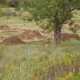 Golf y viviendas ya en construcción