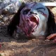 Comienza el montaje de Halloween