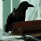 Comienza el montaje de Halloween