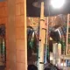 El Secreto de los Mayas: Nueva atracción laberinto de espejos
