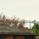 La construcción de Furius Baco