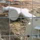 La construcción de Furius Baco