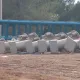 La construcción de Furius Baco