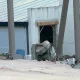 La construcción de Furius Baco