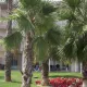 Temática Hotel Caribe