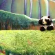 Xian-Mei y el Pequeño Panda