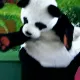 Xian-Mei y el Pequeño Panda