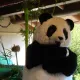 Xian-Mei y el Pequeño Panda