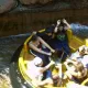 Grand Canyon Rapids