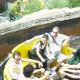 Grand Canyon Rapids