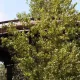Silver River Flume