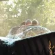Silver River Flume