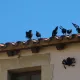 Halloween en Mediterrània