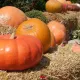 Halloween en Mediterrània