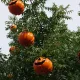 Halloween en S&eacute;samoAventura