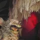 La Selva del Miedo