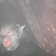 La Selva del Miedo