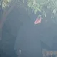 La Selva del Miedo