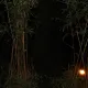 La Selva del Miedo
