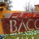 Furius Baco