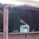 Animación de Calle de Navidad