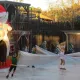 Dreaming on Ice