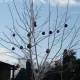 Navidad en Far West
