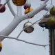 Navidad en Far West