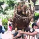 Animación de Calle de Polynesia retirada