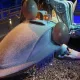 Ice Age 4D: The Ride