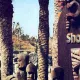 Polynesian Show