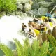 Tutuki Splash