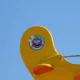 Coco Piloto