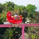 Coco Piloto