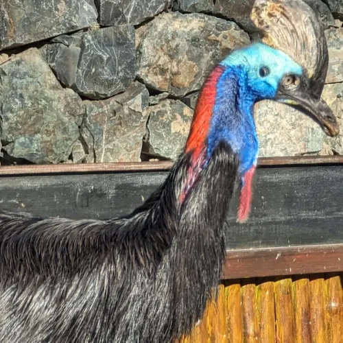Último dia de Aves del Paraíso