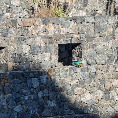 Último dia de Aves del Paraíso