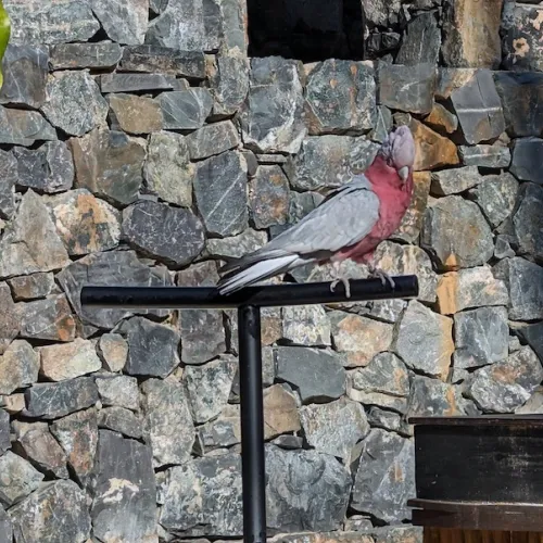 Último dia de Aves del Paraíso