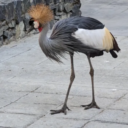 Último dia de Aves del Paraíso