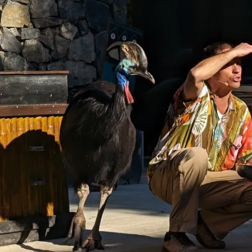 Último dia de Aves del Paraíso