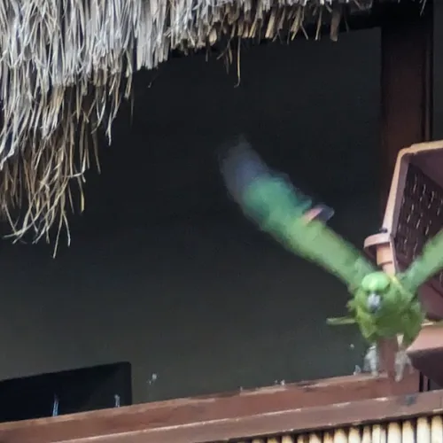 Último dia de Aves del Paraíso