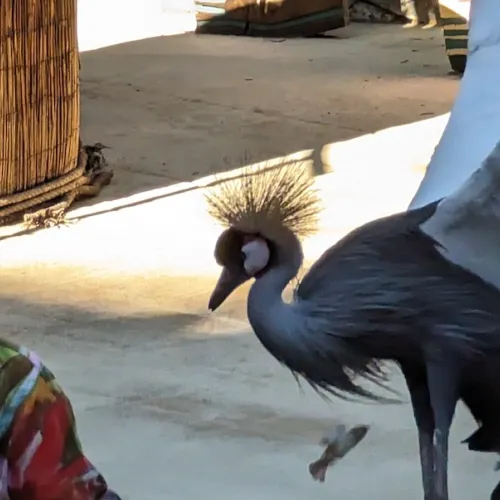 Último dia de Aves del Paraíso