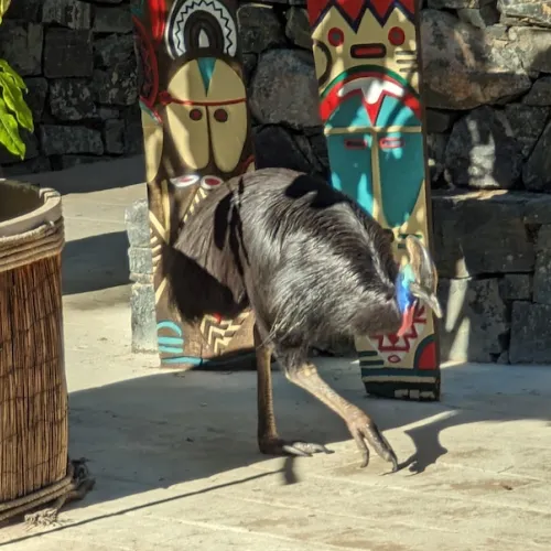 Último dia de Aves del Paraíso