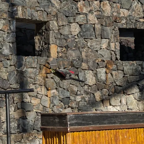 Último dia de Aves del Paraíso