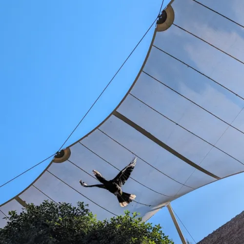 Último dia de Aves del Paraíso