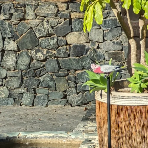 Último dia de Aves del Paraíso
