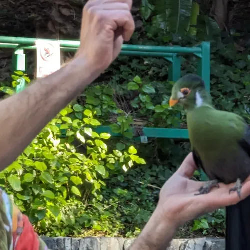 Último dia de Aves del Paraíso