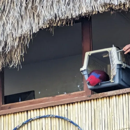 Último dia de Aves del Paraíso